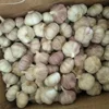 /product-detail/dried-red-garlic-fresh-wholesale-garlic-peeled-garlic-60674249124.html