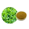 /product-detail/natural-selling-organic-certified-green-tea-leaf-extraction-powder-62060045090.html