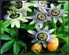 Passionflower p.e. Passiflora Incarnata l.Extract CAS No.: 574-12-9