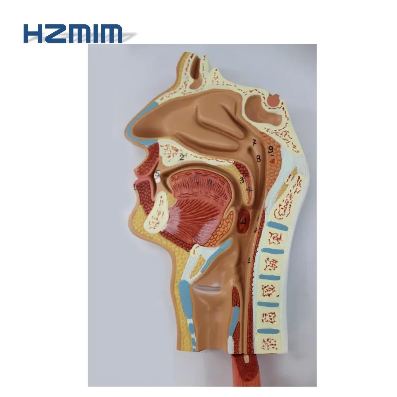 Digestive system model 2.jpg