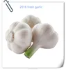 /product-detail/chinese-fresh-elephant-garlic-price-for-garlic-importer-60464244377.html