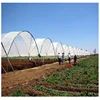 good quality low cost hot sale polytunnel berry greenhouse