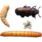 High Protein Dried Mealworm Pupa Feed abalone