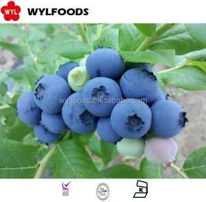 frozen blueberry cultivated