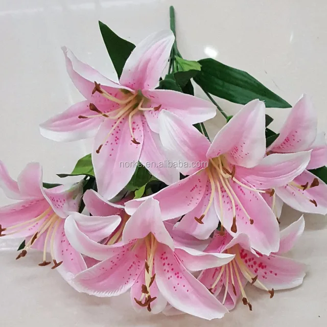 lily flowers