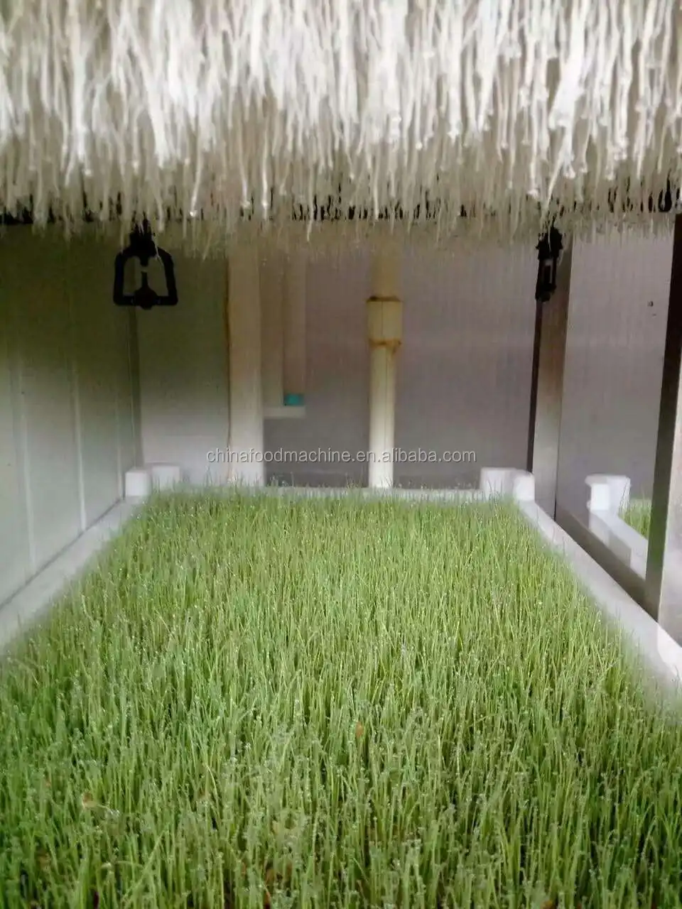 Automatic Germination/Barley Wheat Seeds Germinating Machine/Fodder Sprouting Machine Pasen Machine for Seeds Germ manufacture