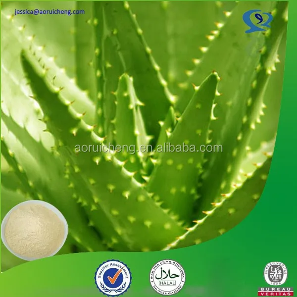 top quality aloin aloe vera plant