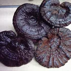 Kosher HACCP Certified Organic Polysaccharides 10% Triterpene 8% Reishi Mushroom P.E.