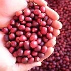Common Cultivation Type and Roasted Processing Type Green Coffee beans