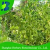 Hot sale organic vegetable seeds, chickpea seeds for planting