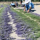 Natural Flower Flowers Dried Flowers Wholesale High Quality 100g Natural Flower Dried Lavender Flowers