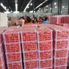 Wholesale Prices Fresh For Sale Exporter In China Fruit Fuji Apple