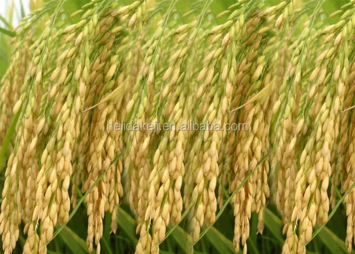 paddy rice awner to clean awn rice mans for rice cleaning machine