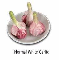 New crop fresh peeled garlic