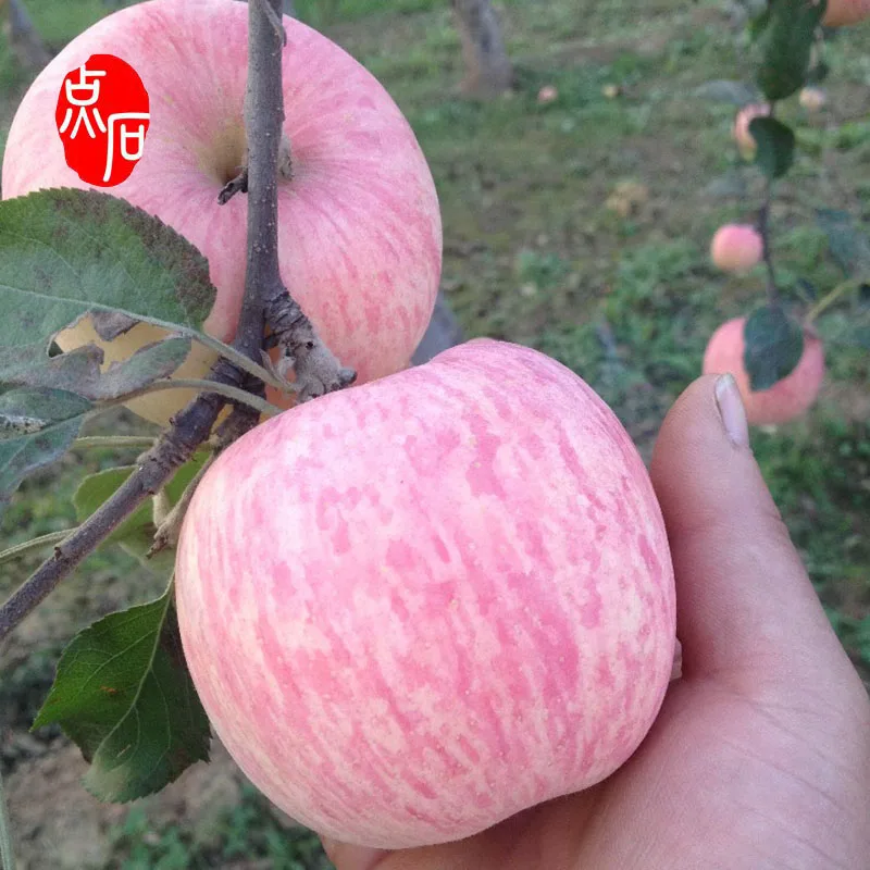 Large Quantity Red Fuji Chinese Apple Fruit Fresh