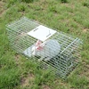 Metal Wire fox trapping cage trap, how to build a fox trap