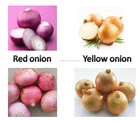 new crop fresh red and yellow onion,high qulity with lower price fast delivery