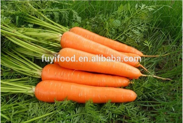 fresh carrot