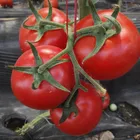 yes Hybrid Kate 3003 Indeterminate Big Tomato Seeds High Virus Resistant