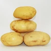 /product-detail/certified-halal-gap-shepody-potato-for-sale-potato-wholesale-in-malaysia-potato-seeds-in-holland-62182618179.html