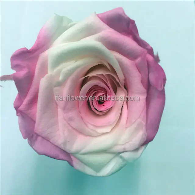 rainbow 100% preserved rose gift flower