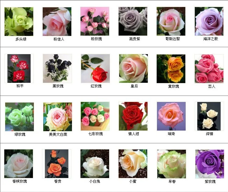 Какие сорта роз бывают с фото и описанием названиями