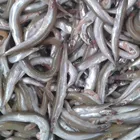 fish feed sandlance for animal