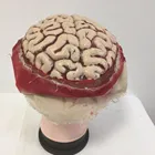 Factory direct sale halloween decoration ,latex brain.