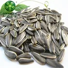Confectionary White Striped Black Sunflower Seed in Shell Market Price Origon Inner Mongolia