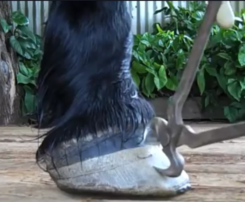 horse hoof boot