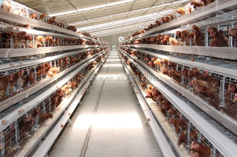 Metal Wire Chicken Cage For Farm