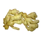 Good quality unspoiled plump clean yellow color chinese fresh ginger