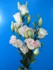 Pure and mild flavor hotsell eustoma fresh cut flowers from israel