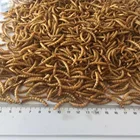 Meal worm animal feed chicken feed