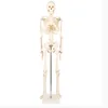 /product-detail/h-11101-3-85cm-human-skeleton-model-60308888265.html