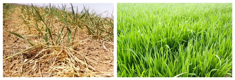 With 12 years experience New arrival! foliar fertilizer 90%tc triacontanol