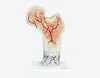 /product-detail/high-quality-human-skeleton-femur-bone-model-for-medical-science-teaching-62201532073.html