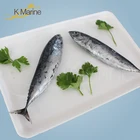 Sea Frozen WR size 100 - 200 g Whole Round Froze Bonito Frigate Tuna