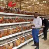 Battery Layer Chicken Cage Poultry Farm For 120 Chickens/Set