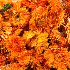 Beautiful Dried flower Calendula Blooming Flower Tea Marigold