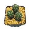 /product-detail/farm-supply-plant-mammillaria-herreraelive-succulent-cactus-60839306298.html