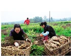 manufacture offering New crop Chinese fresh ginger from China