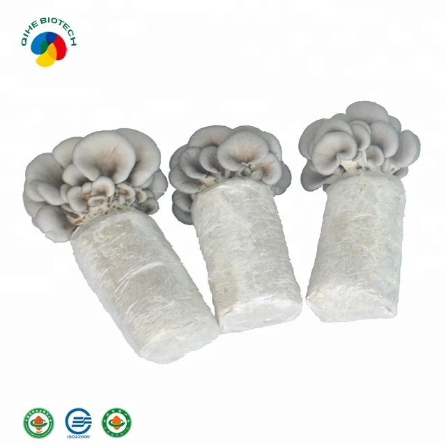 High Yield Mushroom bags oyster mushroom mycelium for wholesales