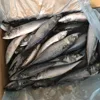 Sea Frozen Whole Round Pacific Mackerel fish on sales frozen seafood canned food
