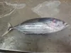 new seafood frozen skip jack tuna whole round