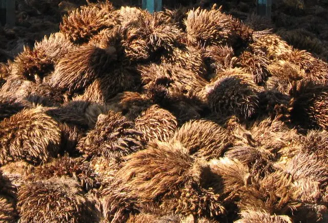 Empty Fruit Bunch