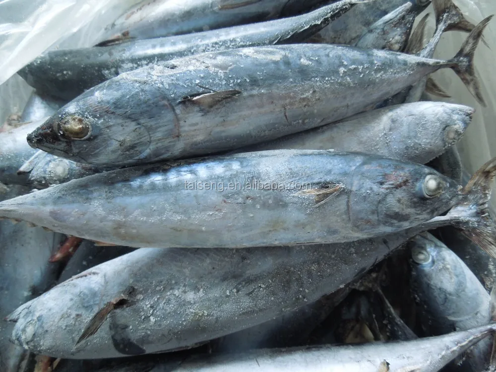 frozen whole fish canned tuna bonito fish