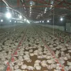 Poultry farm business plan in marathi language and Poultry farm business plan pdf