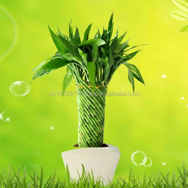 lucky bamboo chinese