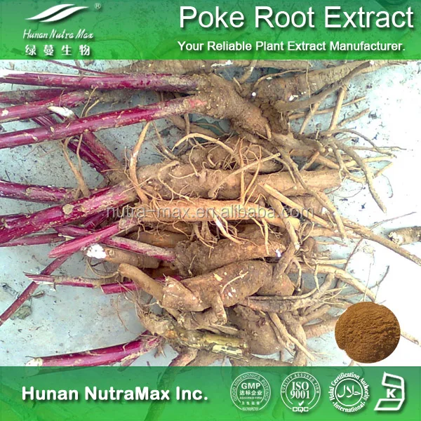 Poke Extracto de raíz, raíz Phytolacca extracto, meter Extracto de raíz en polvo